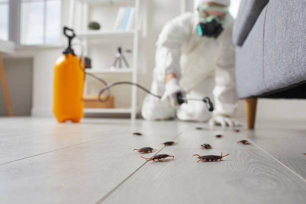 Commercial Rodent Management in Augusta